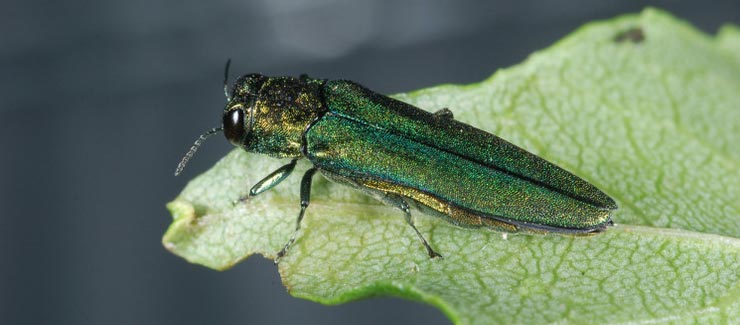 emerald ash borer 