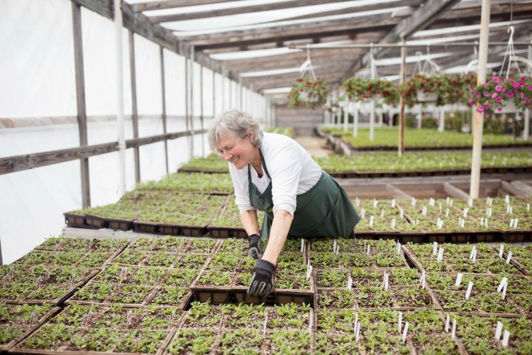 Margo Lambertson works on separating baby petunia cartons during her first day of employment at Skillins Greenhouses during open house weekend at the Cumberland location on Saturday. 