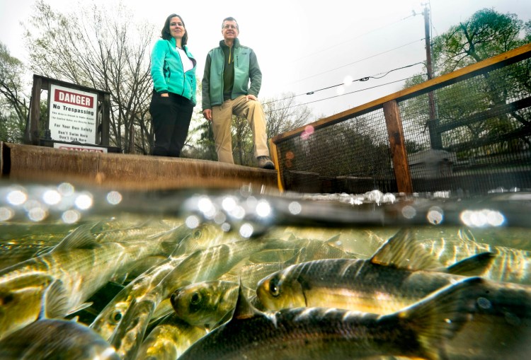 Landis Hudson, left, and Dan Auclair look at a fish ladder at the Webber Pond dam, where alewives are headed upstream to spawn. Hudson is executive director of Maine Rivers, and Auclair is a volunteer for the nonprofit who helped to create the Maine Alewife Trail Map.