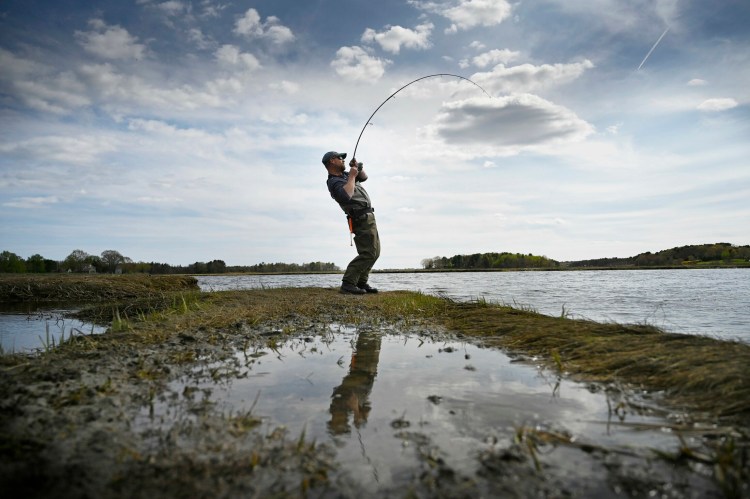 Mike Giroux catches a striped bass while fishing in the Scarborough Marsh in late May. This spot is near the Clay Pits Road boat launch, one of the many choice striper fishing spots on the Nonesuch River.