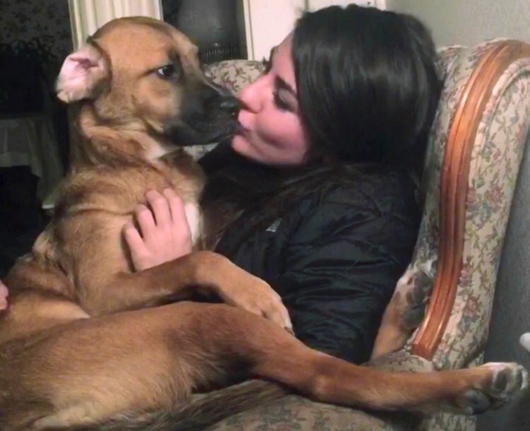 Honey, a boxer-lab mix, sits with Jessica Sardina in Bangor in an undated photo. Sardina sued to share custody of Honey, who was adopted by Sardina's former boyfriend.