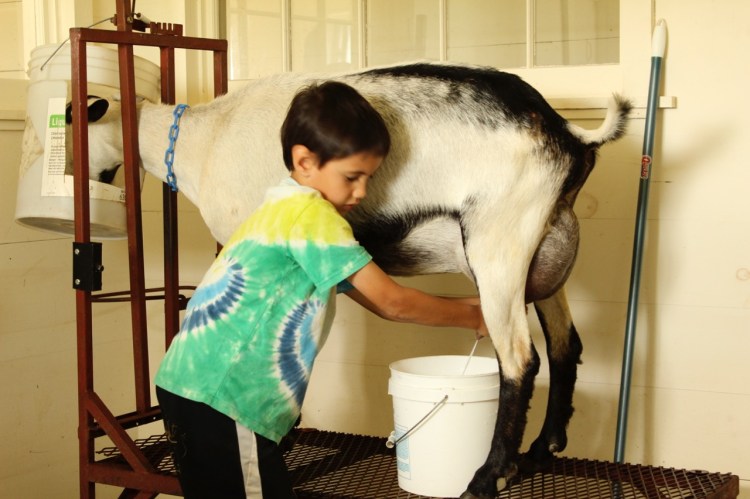 Keiran Roopchand milks a dairy goat at Pumpkin Vine Family Farm in Somerville. 