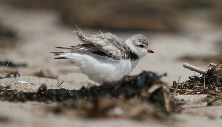 An adult piping plover "puffs up" while protecting a nest in Old Orchard Beach in June. Maine Audubon has worked for decades to protect these endangered birds. This year, biologists are seeing record numbers of nesting birds. 