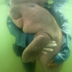 Thailand_Baby_Dugong_57754