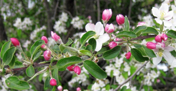 Crabapple blossoms in Troy.