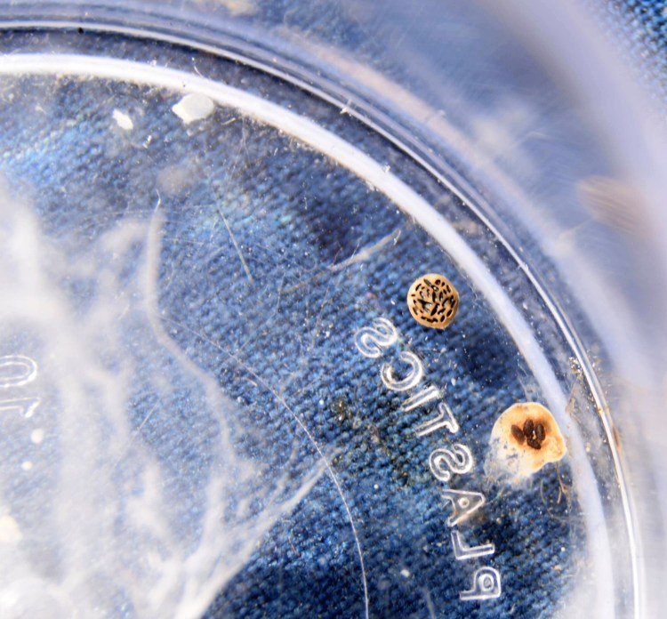 Two spots of spider poop on the bottom of a glass vial.