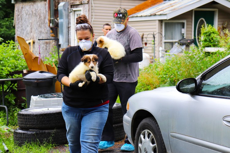 The owner of R-N-D Kennels in Solon has pleaded not guilty to a charge of animal cruelty. The 107 animals were removed from Donna Noyes' property in Solon on July 23 after state officials executed a search warrant.