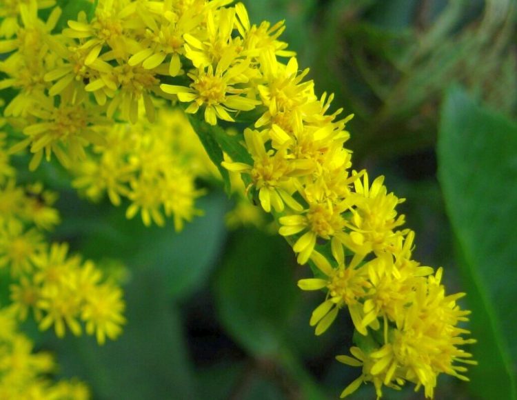 Goldenrod.