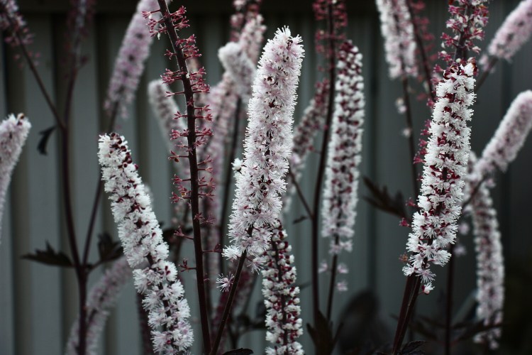 Cimicifuga blooms can add late-season beauty and color to your garden.