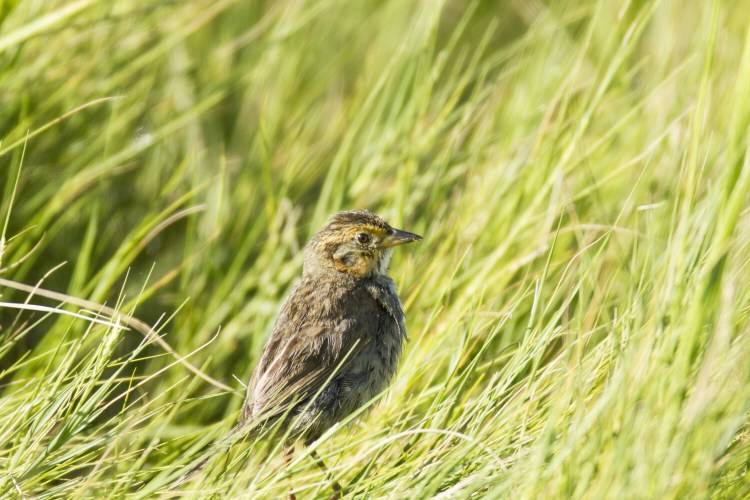 Scarborough Marsh is a good place to look for saltmarsh sparrows. The birds' numbers have declined precipitously.