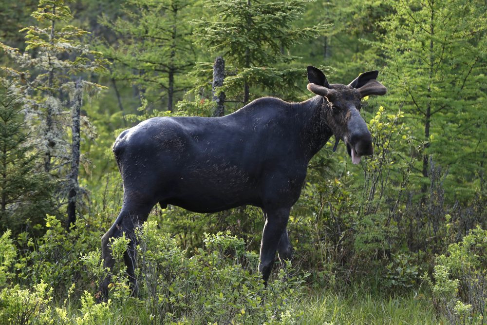 Moose_Deaths_83502