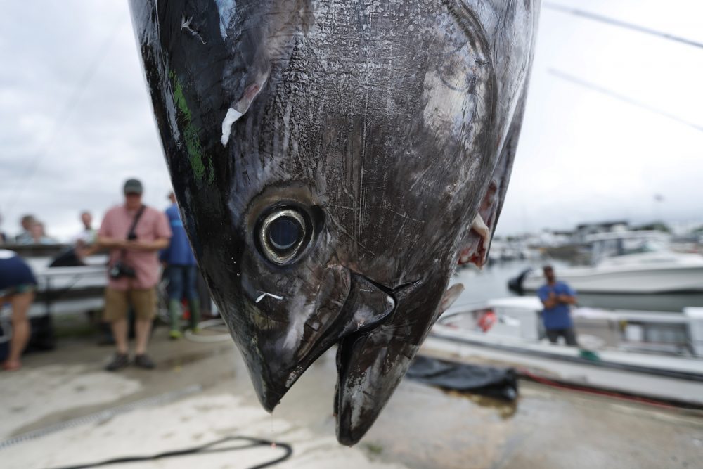 Tuna_Rebound_73604