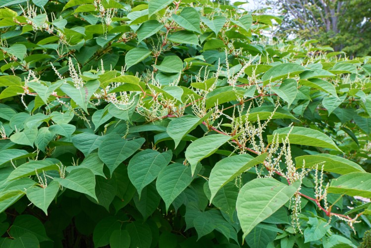 Giant knotweed is one of three species of highly invasive knotweed in Maine. The plants bloom in September.