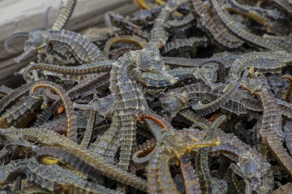 APTOPIX_Peru_Seahorses_Seized_04980