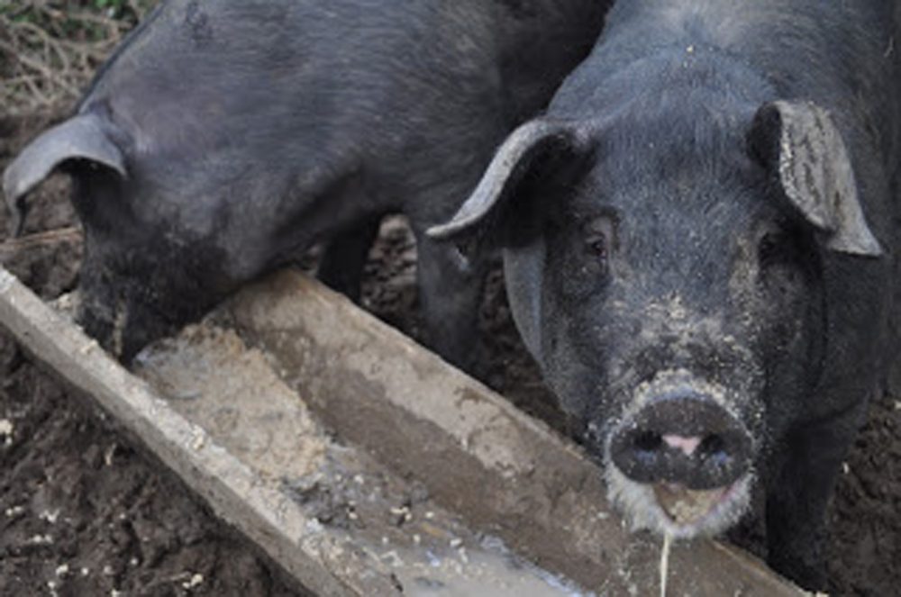Garbage_Pigs_51098