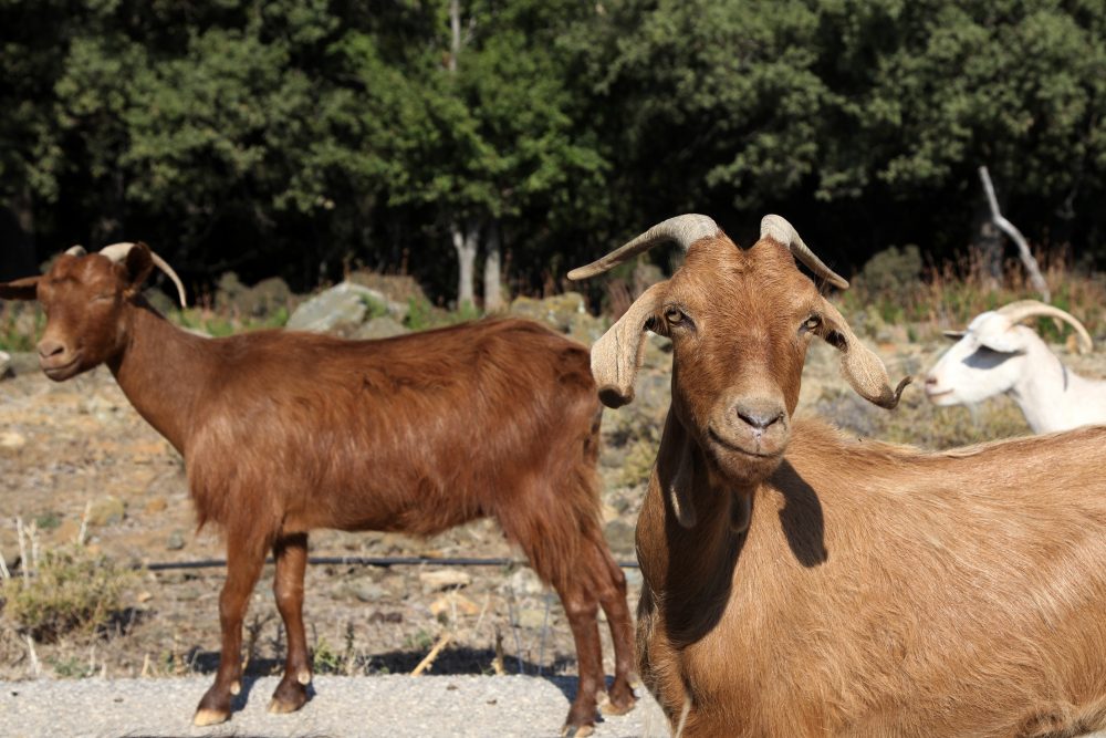 Greece_Goats_Gone_Wild_65671