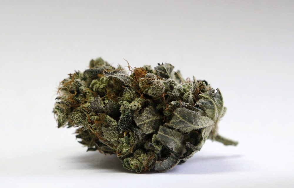 Marijuana_Maine_27731
