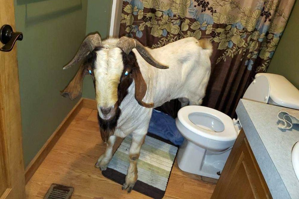 ODD_Goat_Break-In_87032