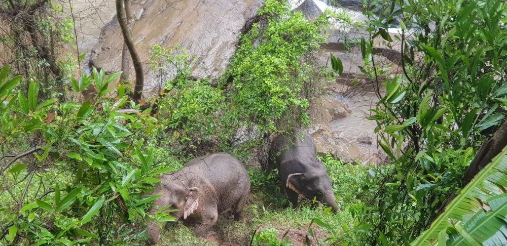 Thailand_Elephants_28671