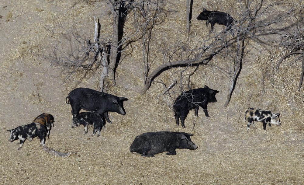 Feral pigs