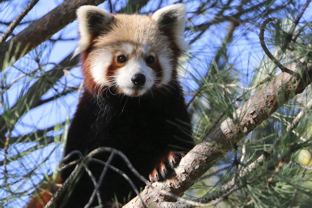 France_Red_Panda_44008