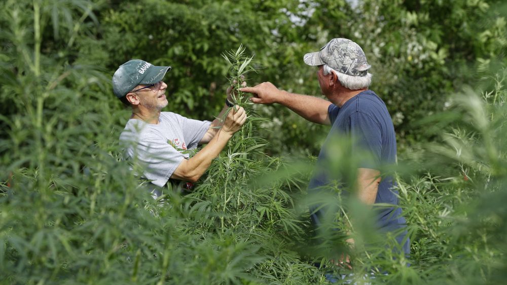 Legal_Hemp_States_68329