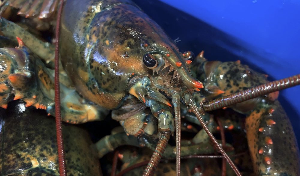 Lobster_Exports-Europe_44551