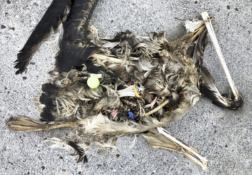 Seabird_Sanctuary_Plastic_Death_29749