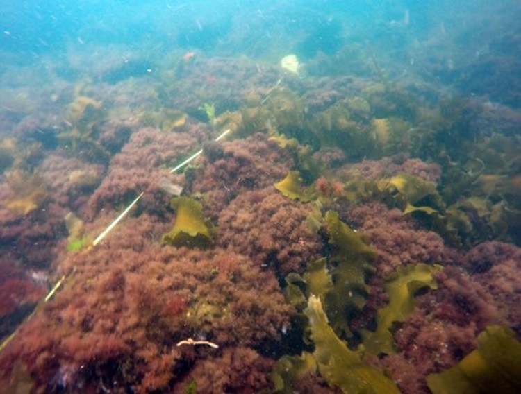 Shrub-like seaweed now dominates the seascape of the Gulf of Maine. Pictured here is the low-lying invasive seaweed known as Dasysiphonia japonica. The abundance of this type of turf seaweed could likely affect habitats and the structure of the food web.