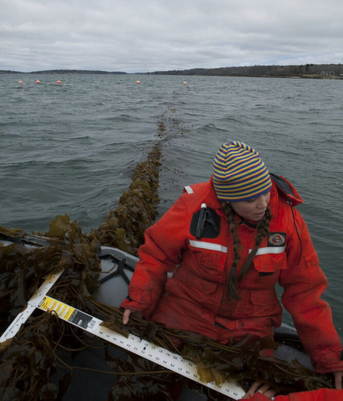 Cattle_Emissions_Seaweed_88961