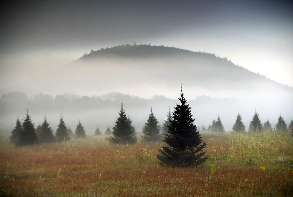 Christmas_Tree_Industry_43202