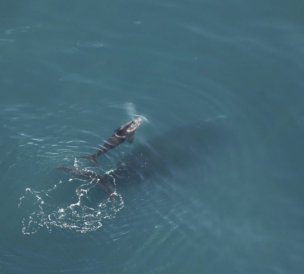 Right_Whales__99192