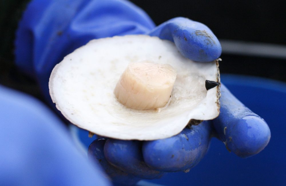 Scallop_Boom_90122