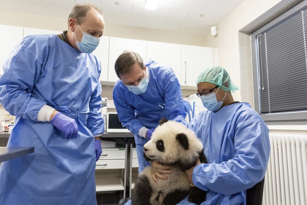 Berlin_Pandas_15334