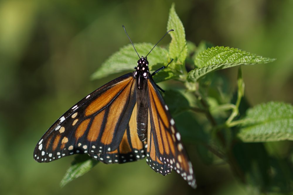 California_Monarch_Butterflies_52546