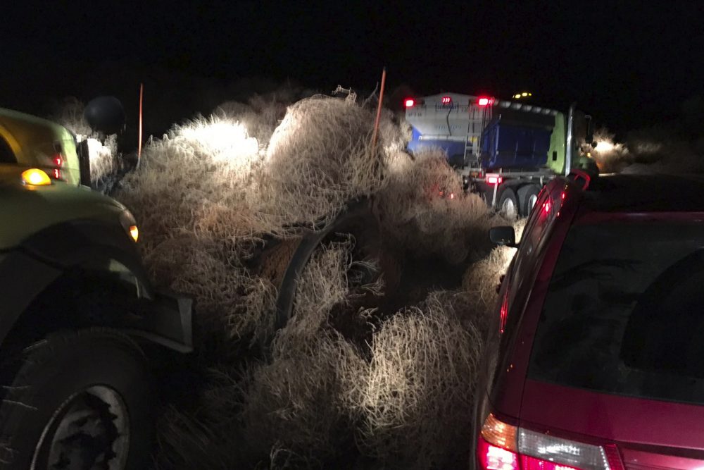 Trapped_In_Tumbleweed_15281