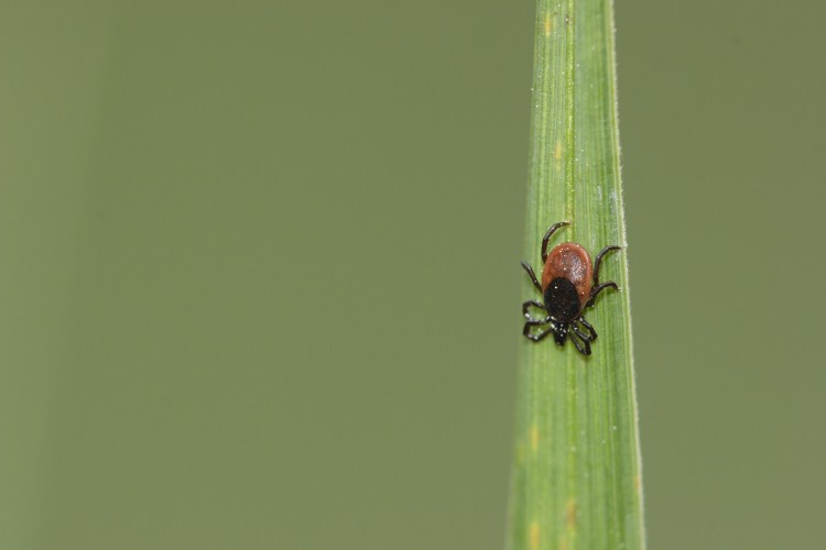 A blacklegged, or deer, tick.