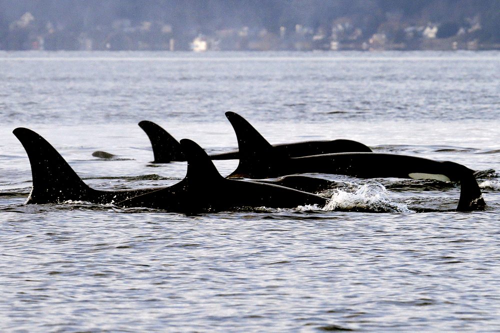 Whales_From_Space_32735