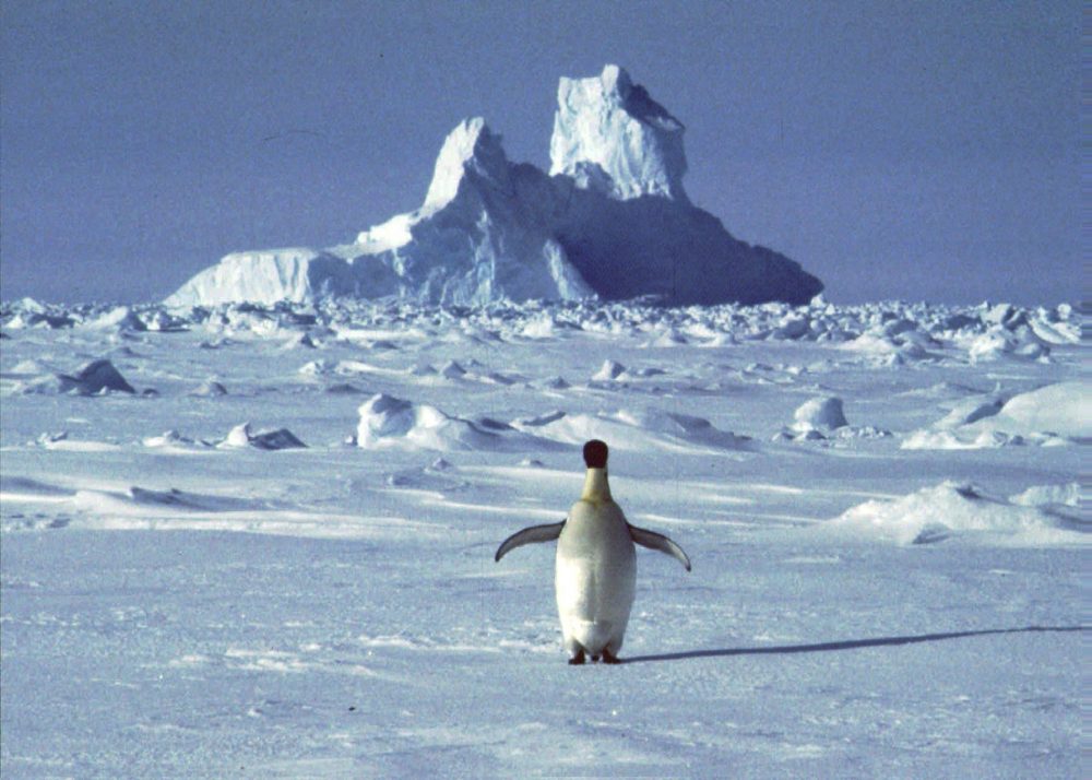 SINGLE PENGUIN ON ICE