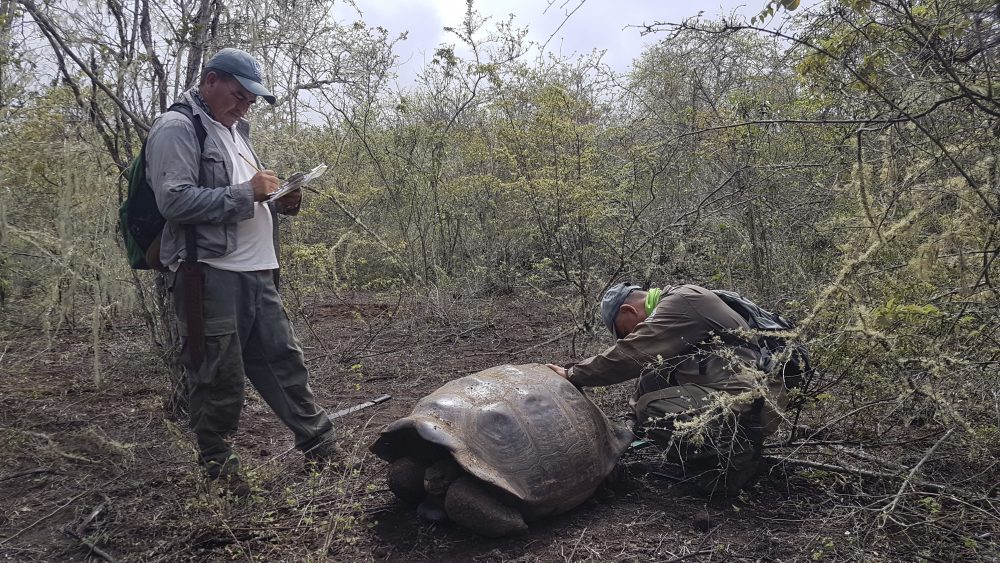 Ecuador_Galapagos_Giant_Tortoises_12012