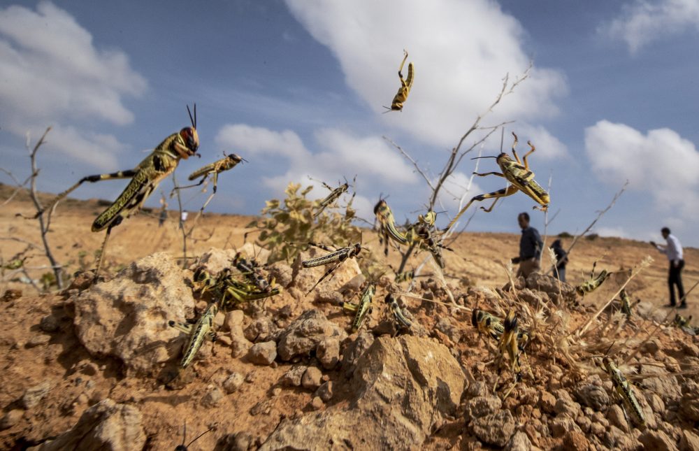 Somalia_Africa_Locust_Outbreak_63661