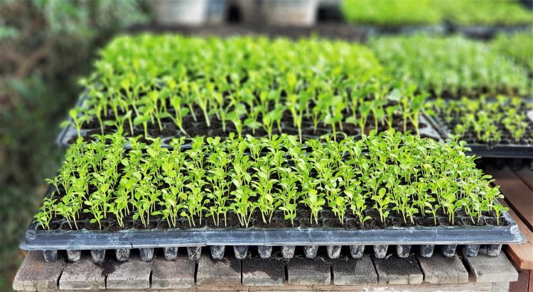 Tired of waiting for winter to end and vegetable gardening season to arrive? In the meantime, you could try growing microgreens inside. 