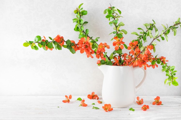 One pleasing way to bring spring inside while you wait for the season to start outside is to force quince blossoms. 