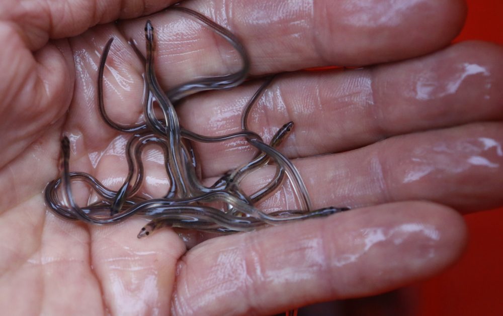 Virus_Outbreak_Baby_Eel_Fishing_56831