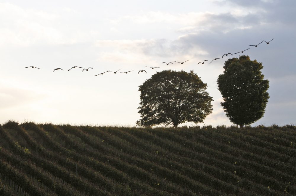 Virus_Outbreak_Trump_Winery_48648