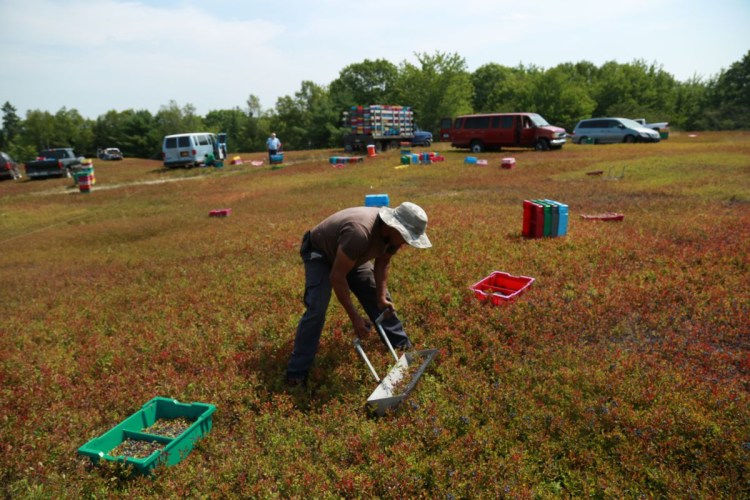 Workers harvest a  blueberry crop in Washington County. Growers are unsure whether migrant workers will arrive this year. 