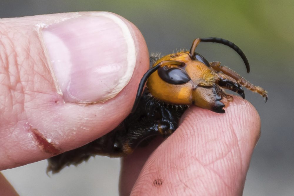 Murder_Hornets_32577