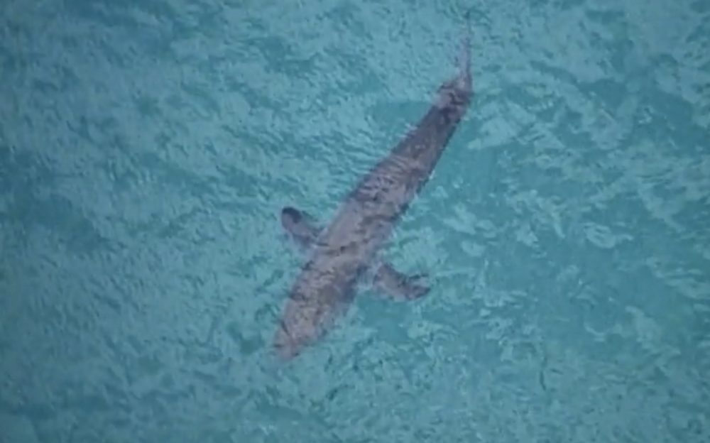 Australia_Fatal_Shark_Attack_35629