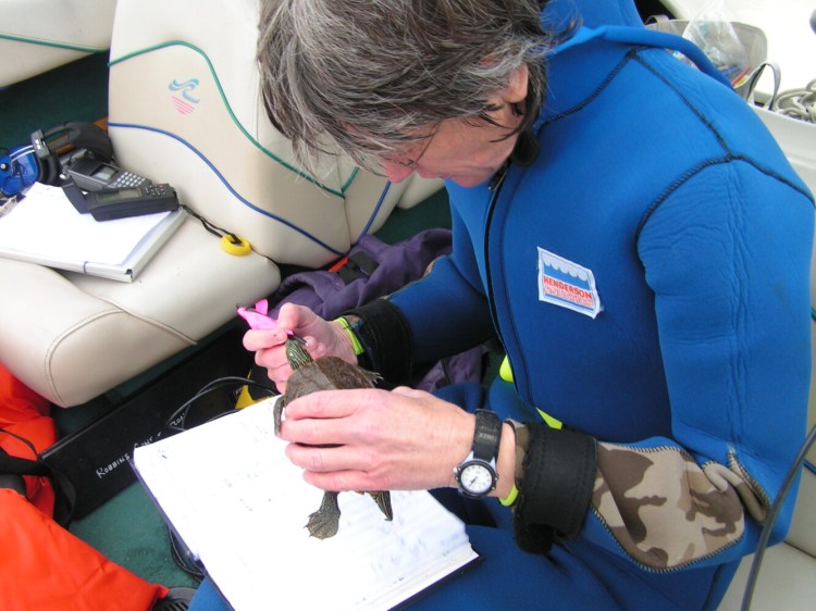 Citizen scientist, Karen Robbins, studying turtles. Karen will be speaking about turtles in a live webinar at 6 p.m. Thursday, June 25.