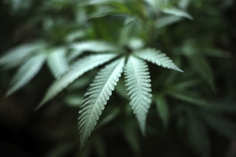 Recreational_Pot-Traffic_Deaths_11722